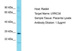 Host: Rabbit Target Name: LRRC38 Sample Type: Placenta lysates Antibody Dilution: 1. (LRRC38 anticorps  (C-Term))