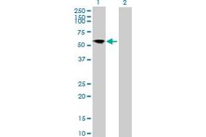 Western Blot analysis of FRS3 expression in transfected 293T cell line by FRS3 MaxPab polyclonal antibody. (FRS3 anticorps  (AA 1-492))