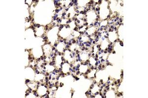 Immunohistochemistry of paraffin-embedded mouse lung using BHLHE40 antibody (ABIN5973918) at dilution of 1/100 (40x lens). (BHLHE40 anticorps)