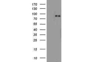 Western Blotting (WB) image for anti-Actin Filament Associated Protein 1 (AFAP1) (AA 100-386) antibody (ABIN2715795) (AFAP anticorps  (AA 100-386))