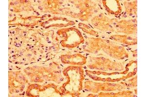IHC image of ABIN7143230 diluted at 1:300 and staining in paraffin-embedded human kidney tissue performed on a Leica BondTM system.