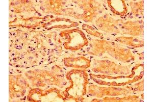 IHC image of ABIN7143230 diluted at 1:300 and staining in paraffin-embedded human kidney tissue performed on a Leica BondTM system. (ACOT1 anticorps  (AA 258-350))