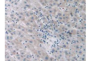 Figure. (SIRT4 anticorps  (AA 28-314))