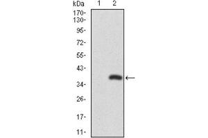 Western Blotting (WB) image for anti-Runt-Related Transcription Factor 3 (RUNX3) (AA 186-252) antibody (ABIN1846067)