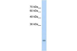 PSG3 antibody used at 5 ug/ml to detect target protein. (PSG3 anticorps  (N-Term))