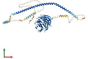 AlphaFold protein structure predicition of Mouse Recombinant Spag16 Protein, UniprotID Q8K450