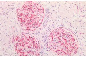 (ABIN2613493) (5 μg/mL) staining of paraffin embedded Human Kidney. (Vimentin anticorps  (C-Term))