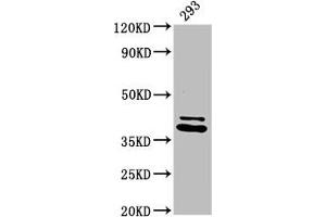 Western Blot Positive WB detected in: 293 whole cell lysate All lanes: PSMD7 antibody at 3. (PSMD7 anticorps  (Regulatory Subunit 7))