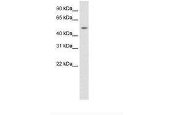 DMRTA1 抗体  (AA 131-180)