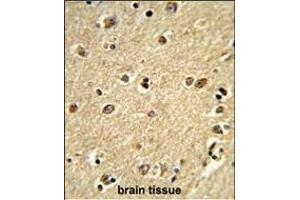 Formalin-fixed and paraffin-embedded human brain tissue reacted with PLCB2 Antibody (N-term), which was peroxidase-conjugated to the secondary antibody, followed by DAB staining.