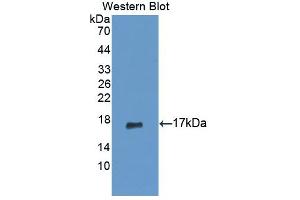 Western blot analysis of the recombinant protein. (PIP anticorps  (AA 41-139))
