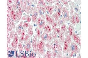 ABIN184953 (10µg/ml) staining of paraffin embedded Human Heart. (TRIM55 anticorps  (C-Term))