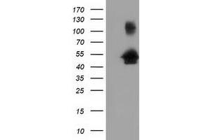 Image no. 1 for anti-Golgi Reassembly Stacking Protein 1, 65kDa (GORASP1) antibody (ABIN1498489) (GORASP1 anticorps)
