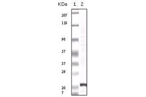 Western blot analysis using FGF2 mouse mAb against truncated FGF2 recombinant protein. (FGF2 anticorps)