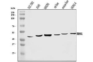 Western blot analysis of RBM41 using anti-RBM41 antibody (ABIN7599951).