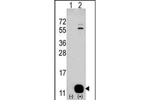 Western blot analysis of PHPT1 (arrow) using rabbit PHPT1 polyclonal antibody . (PHPT1 anticorps  (N-Term))