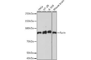 Western blot analysis of extracts of various cell lines, using Furin Rabbit mAb (ABIN7267277) at 1:1000 dilution. (FURIN anticorps)