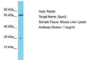 Host: Rabbit Target Name: Qsox2 Sample Type: Mouse Liver lysates Antibody Dilution: 1. (QSOX2 anticorps  (C-Term))