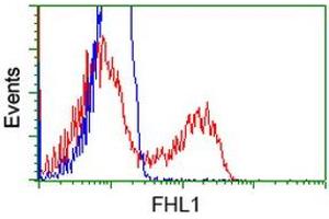HEK293T cells transfected with either RC203478 overexpress plasmid (Red) or empty vector control plasmid (Blue) were immunostained by anti-FHL1 antibody (ABIN2453040), and then analyzed by flow cytometry. (FHL1 anticorps)