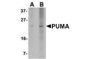 Image no. 1 for anti-BCL2 Binding Component 3 (BBC3) (AA 76-170) antibody (ABIN1491660) (PUMA anticorps  (AA 76-170))