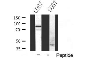Western blot analysis of Integrin β5 expression in COS7 cells