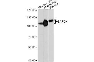 Western blot analysis of extracts of various cell lines, using SARDH Antibody (ABIN5996466) at 1:3000 dilution. (SARDH anticorps)