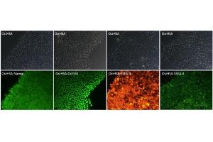OsrHSA keeps iPS cells in an undifferentiated state: The immunofluorescent staining showed OsrHSA was effective in keeping undifferentiation and keeping viability of iPS cells. (HSA Protéine)