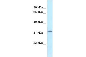 WB Suggested Anti-Hsd17b11 Antibody Titration: 1. (HSD17B11 anticorps  (Middle Region))