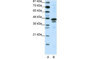 WB Suggested Anti-WDR39  Antibody Titration: 0.