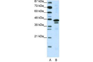 WB Suggested Anti-WDR39  Antibody Titration: 0. (CIAO1 anticorps  (C-Term))