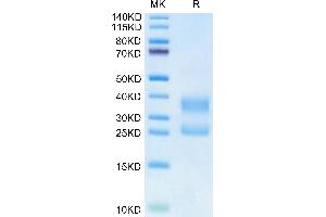 CD3D & CD3E (AA 23-120) protein (His tag,Biotin)