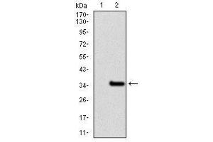 Image no. 7 for anti-Nuclear Receptor Subfamily 6, Group A, Member 1 (NR6A1) antibody (ABIN1491624)
