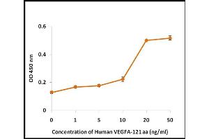 Activity Assay (AcA) image for Vascular Endothelial Growth Factor (VEGF) (Active) protein (ABIN5509529) (VEGF Protéine)