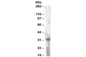 Western blot testing of HeLa lysate with TSPAN32 antibody at 2ug/ml. (TSPAN32 anticorps)