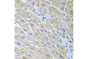 Immunohistochemistry of paraffin-embedded human liver using WDR48 antibody. (WDR48 anticorps  (AA 450-677))