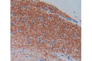Used in DAB staining on fromalin fixed paraffin- embedded brain tissue