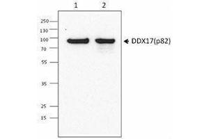 Western Blotting (WB) image for anti-DEAD (Asp-Glu-Ala-Asp) Box Polypeptide 17 (DDX17) antibody (ABIN2664924) (DDX17 anticorps)