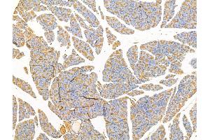 ABIN7094679 and ABIN7098730 at 1/100 staining Rat pancreatic tissue by IHC-P. (CLPB anticorps  (Internal Region))