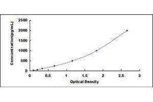 Netrin 1 (NTN1) ELISA Kit