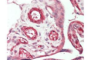 Anti-VEGFC antibody IHC staining of human placenta. (VEGFC anticorps  (HRP))