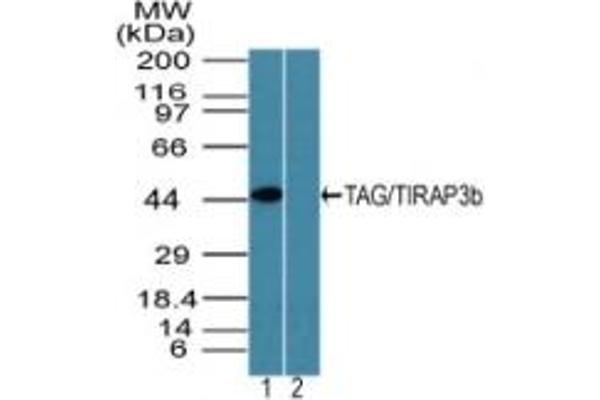 TICAM2 antibody  (AA 150-200)