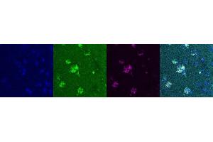 Immunohistochemistry (IHC) image for anti-Somatostatin (SST) antibody (ABIN7455969) (Somatostatin anticorps)