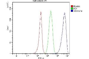 Flow Cytometry analysis of 293T cells using anti-TRMT61B antibody (ABIN7602334). (TRMT61B anticorps  (AA 7-477))