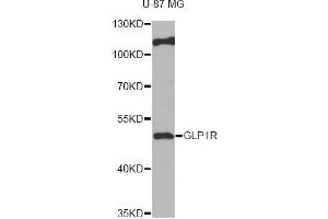 Western blot analysis of extracts of U-87MG cells, using GLP1R antibody (ABIN6292480) at 1:1000 dilution. (GLP1R anticorps)