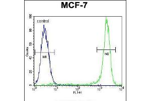 Flow cytometric analysis of MCF-7 cells (right histogram) compared to a negative control cell (left histogram). (KSR2 anticorps  (C-Term))