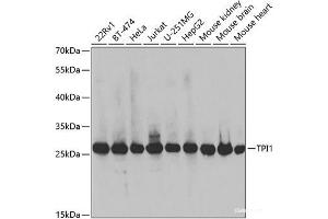 Western blot analysis of extracts of various cell lines using TPI1 Polyclonal Antibody at dilution of 1:1000. (TPI1 anticorps)