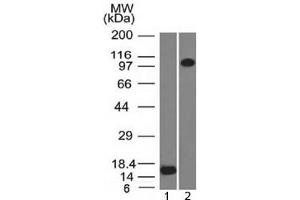 Western blot testing of 1) recombinant partial protein and 2) human ThP1 lysate with Thrombomodulin antibody (clone THBD/1591). (Thrombomodulin anticorps  (AA 69-194))