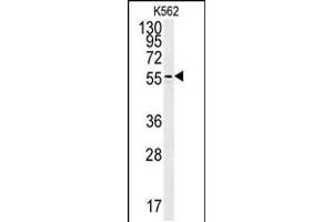 Western blot analysis in K562 cell line lysates (35ug/lane). (PAOX anticorps  (AA 467-496))