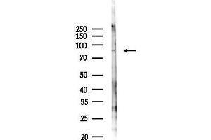 anti-Coiled-Coil Domain Containing 82 (CCDC82) antibody