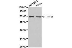 Western Blotting (WB) image for anti-Protein tyrosine Phosphatase, Non-Receptor Type 11 (PTPN11) antibody (ABIN1874449) (PTPN11 anticorps)